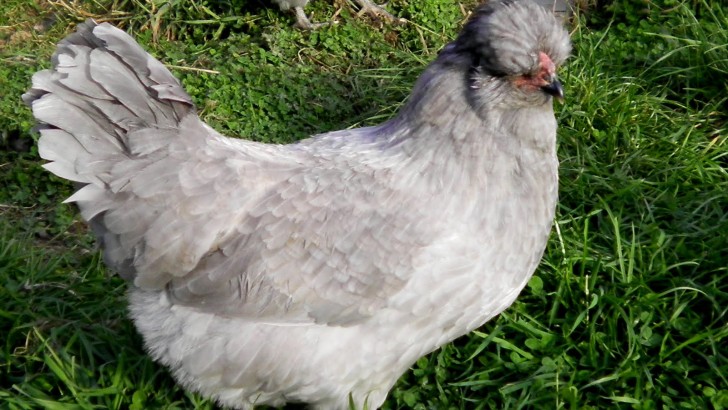 Engelsk Araucana høne i grå