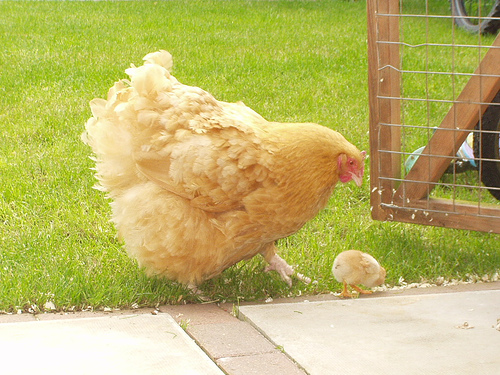 Flot gul orpington høne med kylling