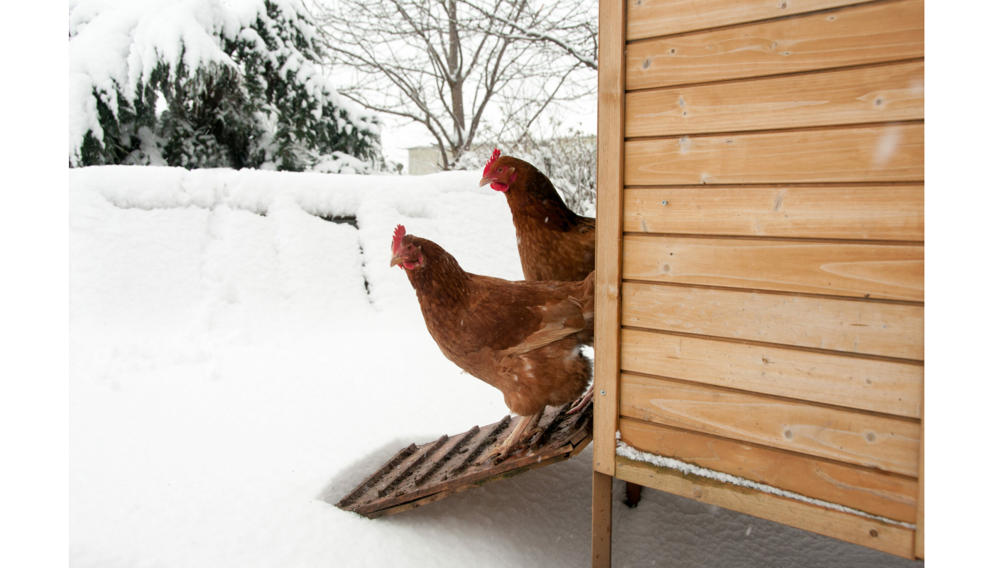 høns i snevejr
