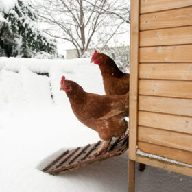 Vandvarme til vandautomater