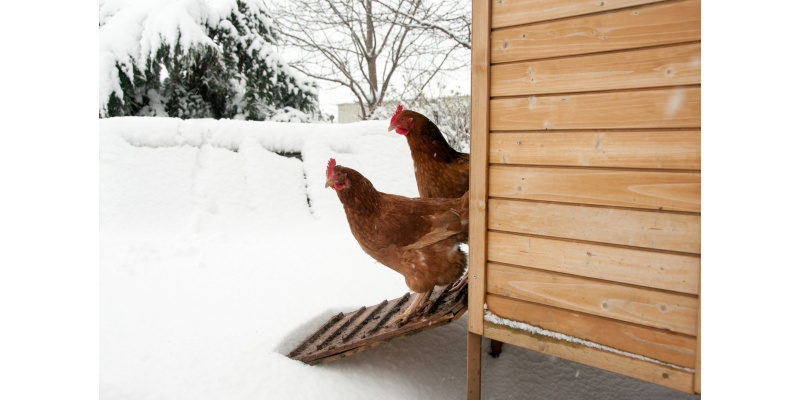 høns i snevejr