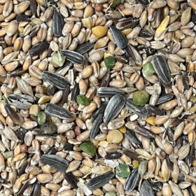 Alternative view of Hønseguf