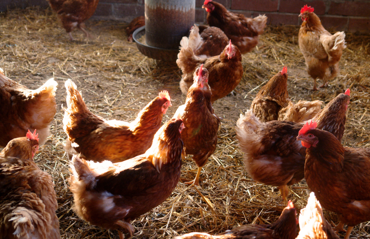 Vild med høns I Alt i udstyr, foder og tilbehør til høns, kyllinger og vildtfugle