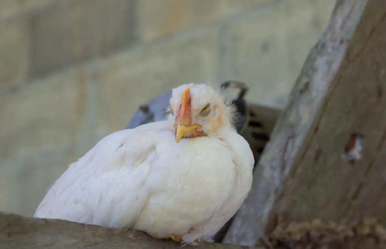 Vild med høns I Alt i udstyr, foder og tilbehør til høns, kyllinger og vildtfugle